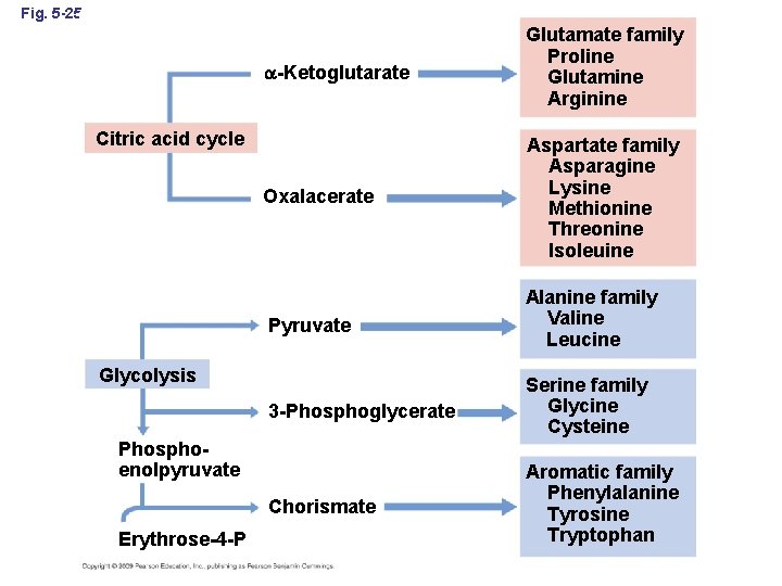 Fig. 5 -25 -Ketoglutarate Glutamate family Proline Glutamine Arginine Oxalacerate Aspartate family Asparagine Lysine
