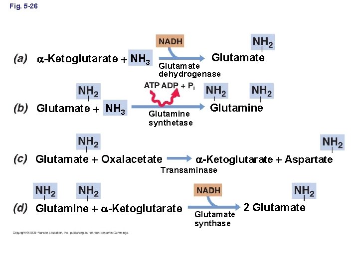 Fig. 5 -26 -Ketoglutarate NH 3 Glutamate dehydrogenase Glutamine synthetase Glutamate Oxalacetate Glutamine -Ketoglutarate