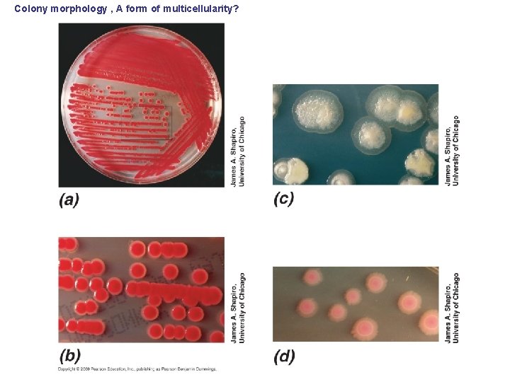 Colony morphology , A form of multicellularity? 