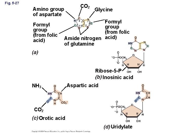 Fig. 5 -27 Amino group of aspartate Formyl group (from folic acid) CO 2