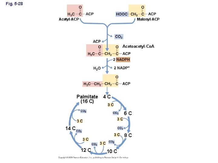 Fig. 5 -28 Acetyl-ACP Malonyl-ACP Acetoacetyl-Co. A Palmitate (16 C) 4 C 6 C