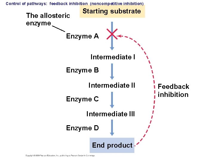 Control of pathways: feedback inhibition (noncompetitive inhibition) The allosteric enzyme Starting substrate Enzyme A
