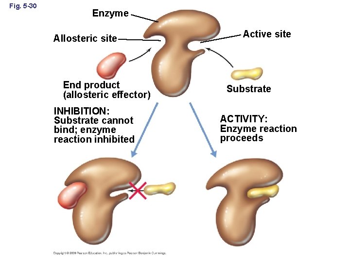 Fig. 5 -30 Enzyme Allosteric site End product (allosteric effector) INHIBITION: Substrate cannot bind;