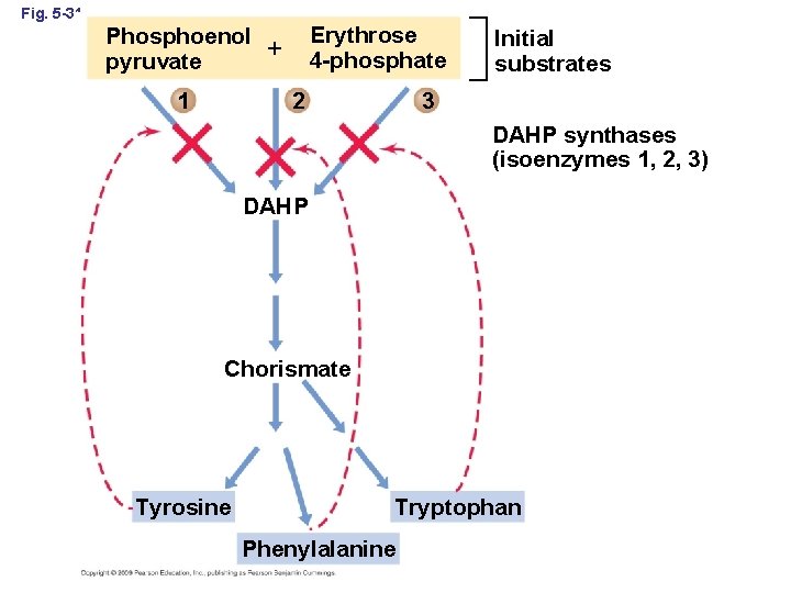 Fig. 5 -31 Erythrose 4 -phosphate Phosphoenol pyruvate 1 Initial substrates 3 2 DAHP