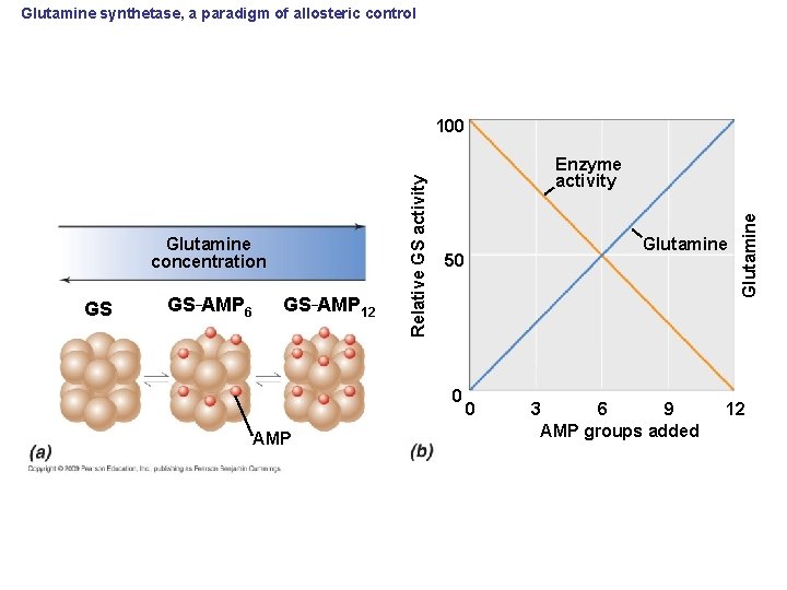 Glutamine synthetase, a paradigm of allosteric control GS GS–AMP 6 GS–AMP 12 Enzyme activity