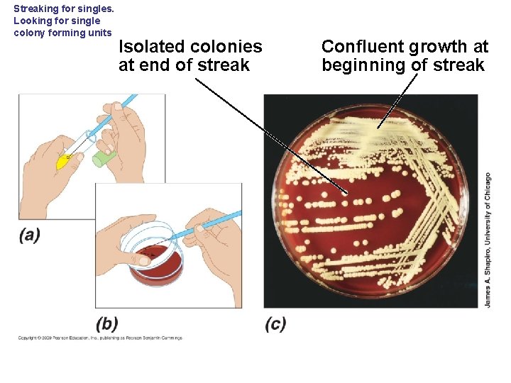 Streaking for singles. Looking for single colony forming units Isolated colonies at end of