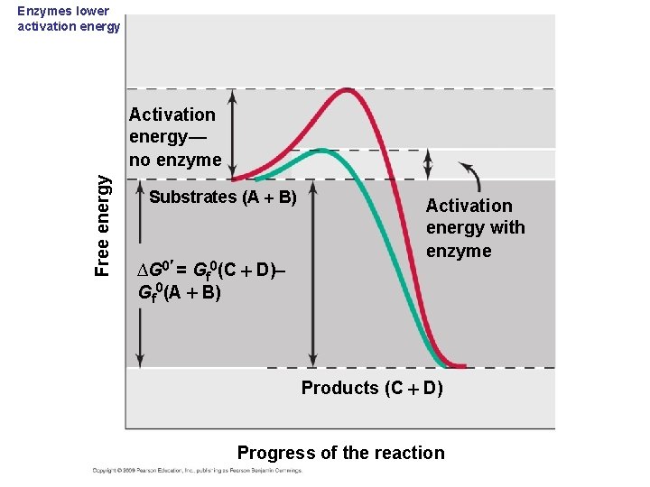 Enzymes lower activation energy Free energy Activation energy— no enzyme Substrates (A B) ∆G