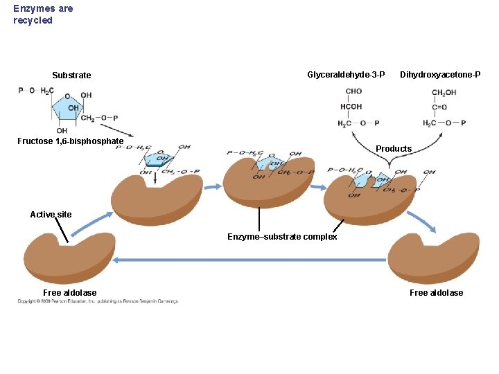 Enzymes are recycled Substrate Glyceraldehyde-3 -P Fructose 1, 6 -bisphosphate Dihydroxyacetone-P Products Active site