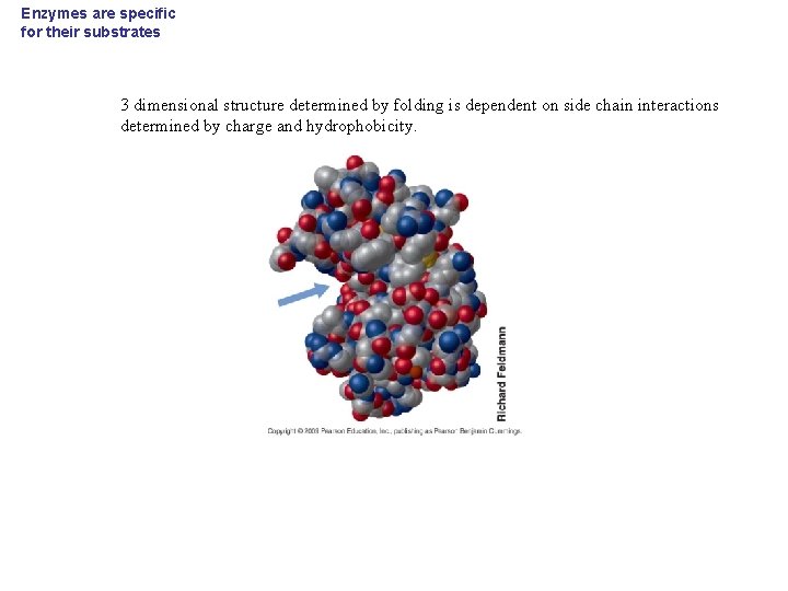 Enzymes are specific for their substrates 3 dimensional structure determined by folding is dependent