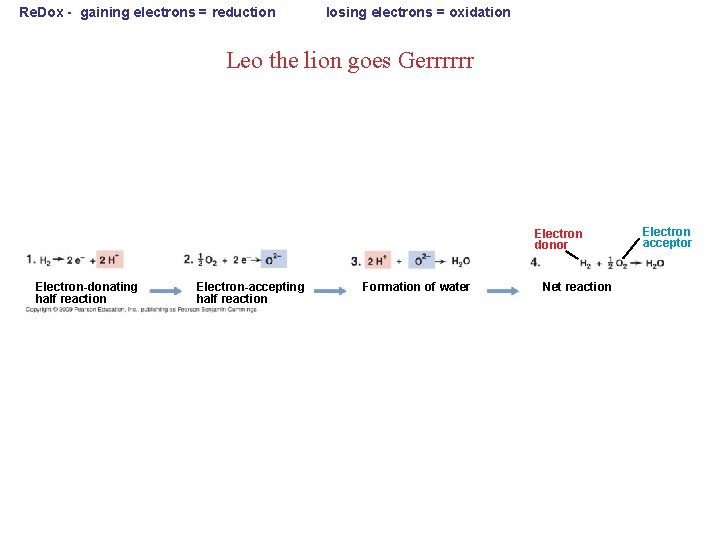 Re. Dox - gaining electrons = reduction losing electrons = oxidation Leo the lion