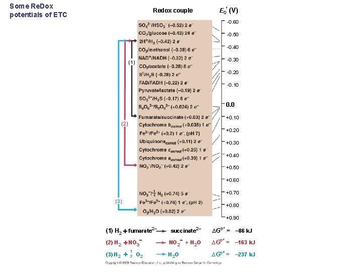 Some Re. Dox potentials of ETC E 0 (V) Redox couple -0. 60 -0.