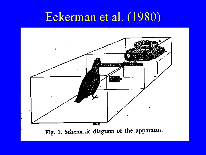 Eckerman et al. (1980) 