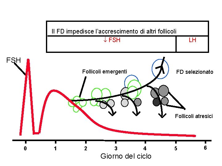 Il FD impedisce l’accrescimento di altri follicoli FSH LH FSH Follicoli emergenti FD selezionato