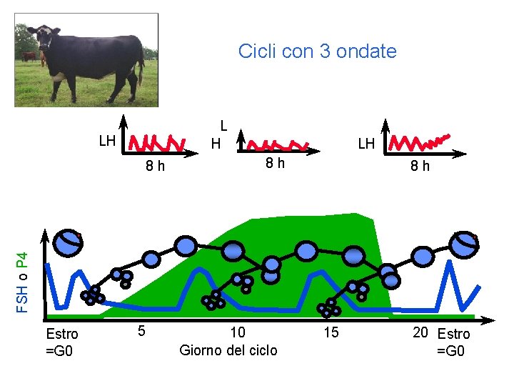 Cicli con 3 ondate L H LH 8 h 8 h FSH o P