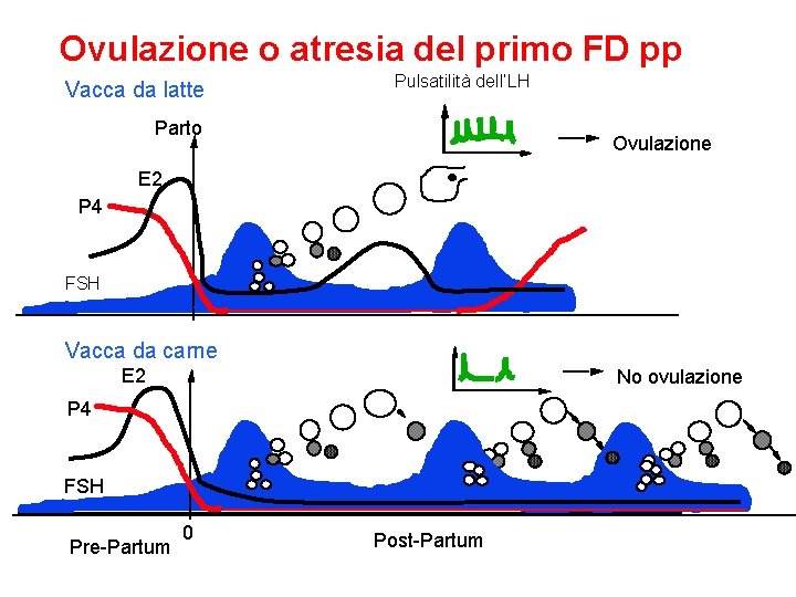 Ovulazione o atresia del primo FD pp Vacca da latte Pulsatilità dell’LH Parto Ovulazione