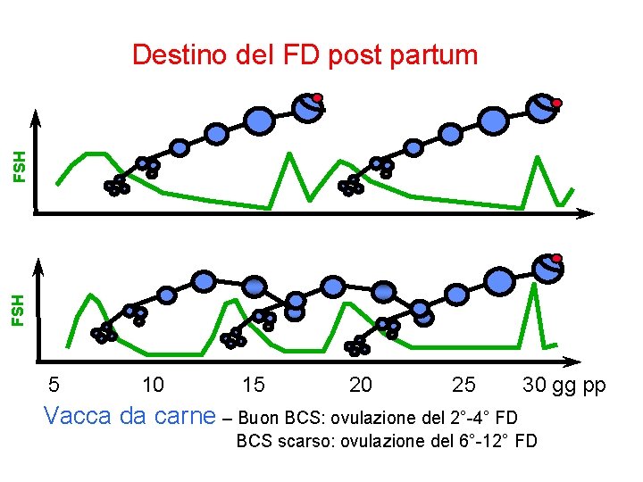 FSH Destino del FD post partum 5 10 15 20 25 30 gg pp