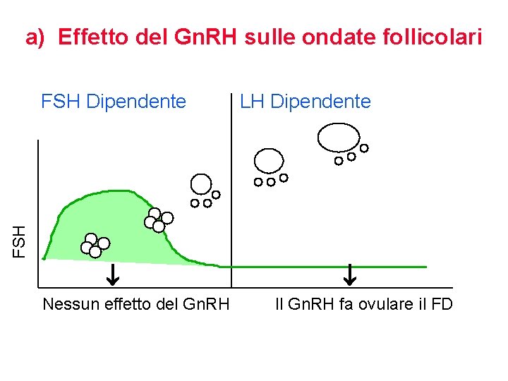 a) Effetto del Gn. RH sulle ondate follicolari LH Dipendente FSH Dipendente ¯ Nessun