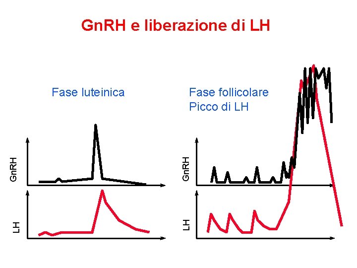 Gn. RH e liberazione di LH Gn. RH LH Fase follicolare Picco di LH