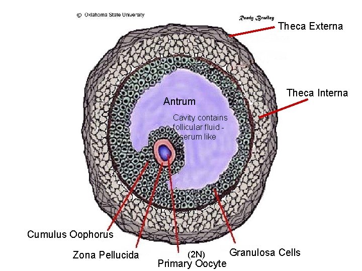 Theca Externa Antrum Theca Interna Cavity contains follicular fluid serum like Cumulus Oophorus Zona