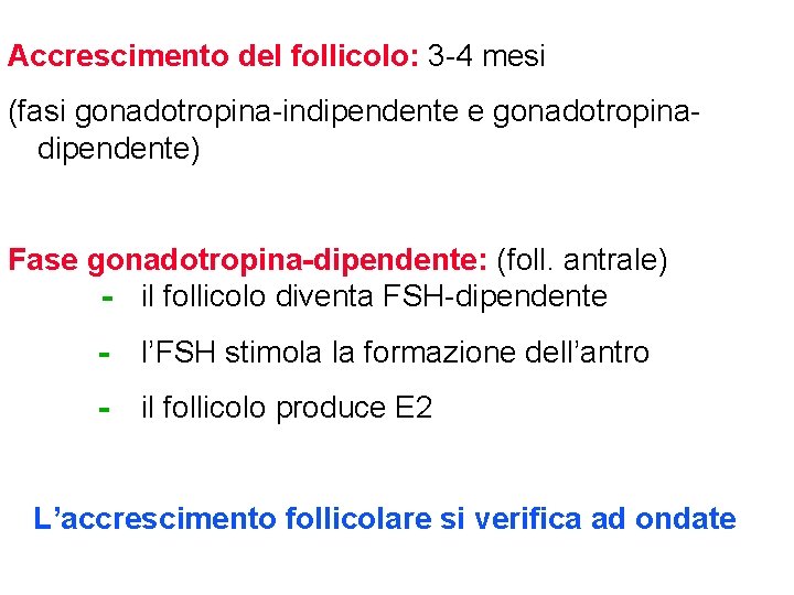 Accrescimento del follicolo: 3 -4 mesi (fasi gonadotropina-indipendente e gonadotropinadipendente) Fase gonadotropina-dipendente: (foll. antrale)