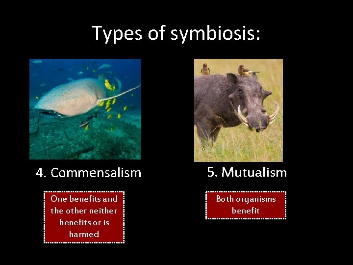Types of symbiosis: 4. Commensalism One benefits and the other neither benefits or is