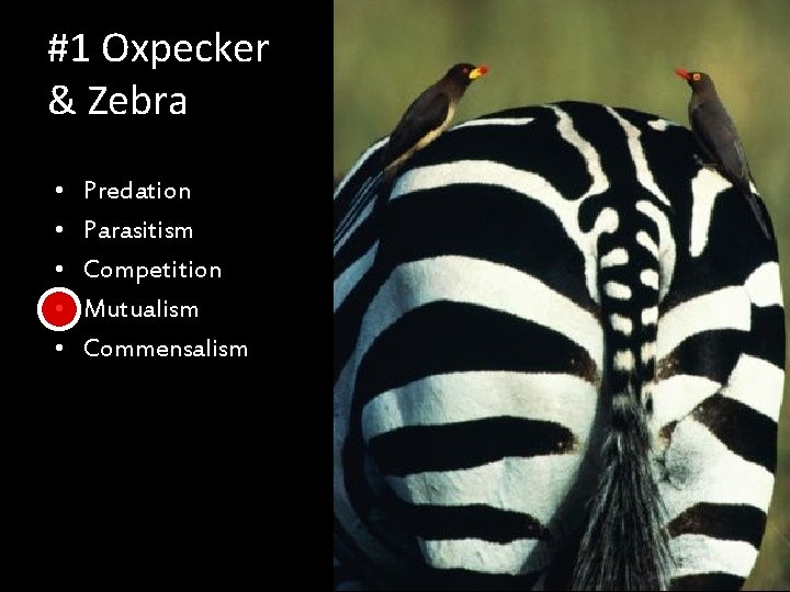 #1 Oxpecker & Zebra • • • Predation Parasitism Competition Mutualism Commensalism 