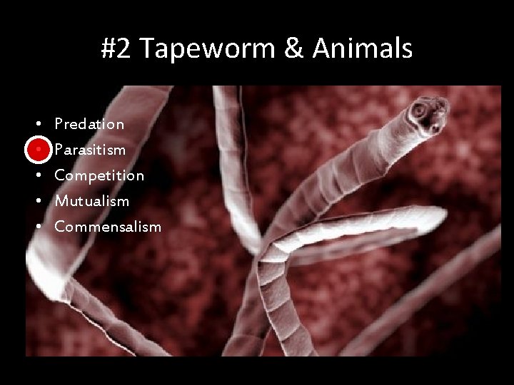 #2 Tapeworm & Animals • • • Predation Parasitism Competition Mutualism Commensalism 