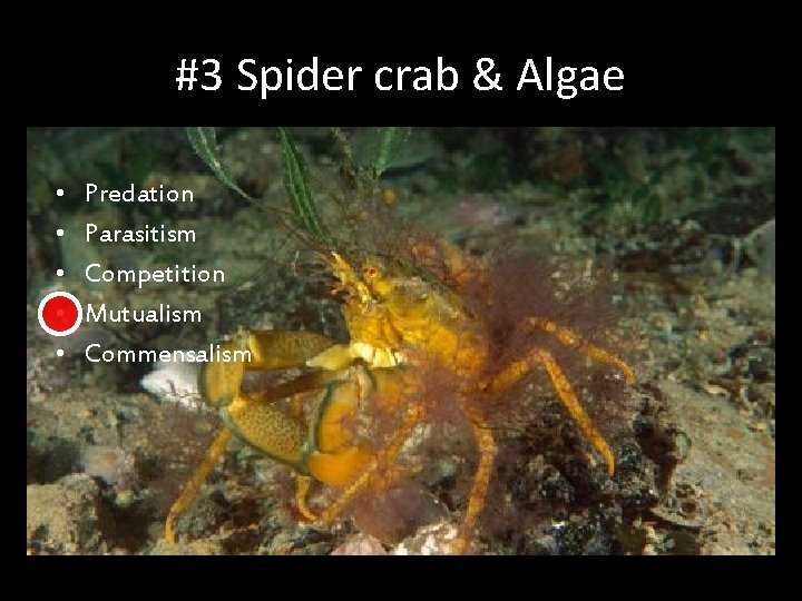 #3 Spider crab & Algae • • • Predation Parasitism Competition Mutualism Commensalism 
