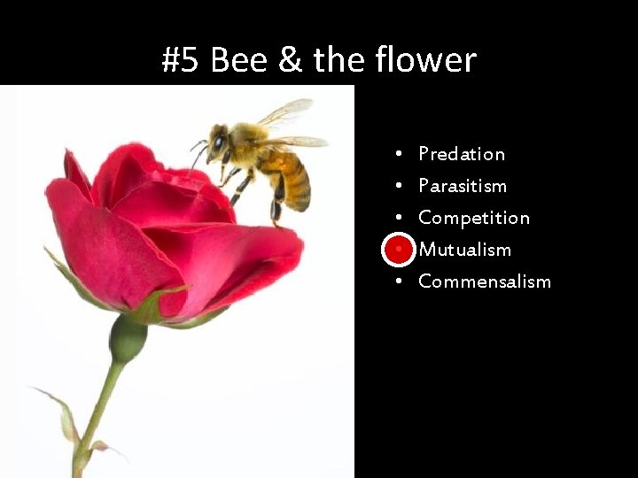 Biodiversity Importance Value 6 a What is Biodiversity