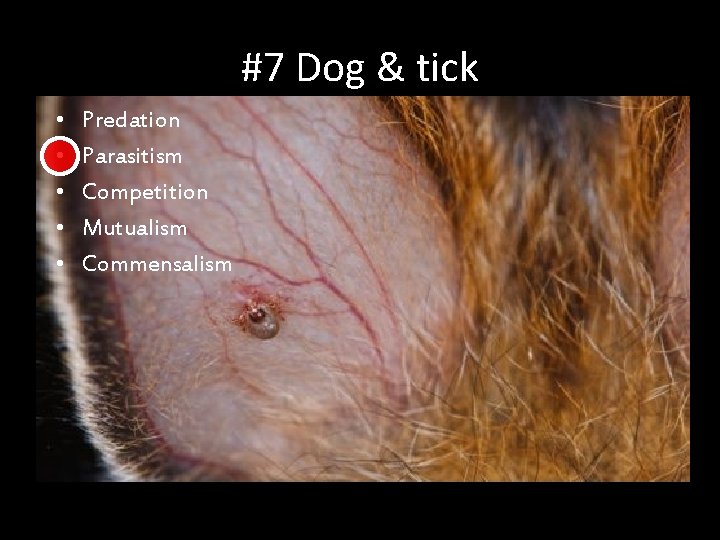 #7 Dog & tick • • • Predation Parasitism Competition Mutualism Commensalism 