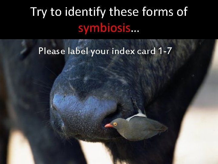Try to identify these forms of symbiosis… Please label your index card 1 -7