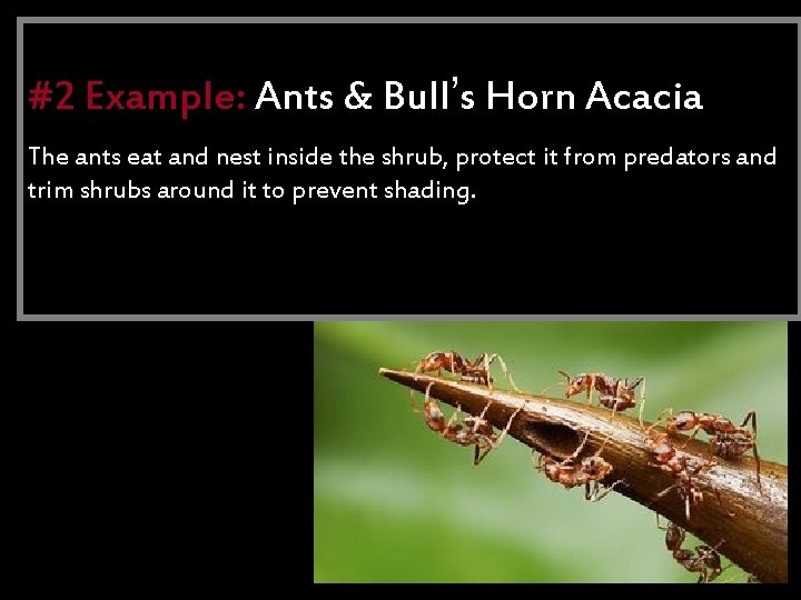 Mutualism #2 Example: Ants & Bull’s Horn Acacia The eat and nestrelationship inside the