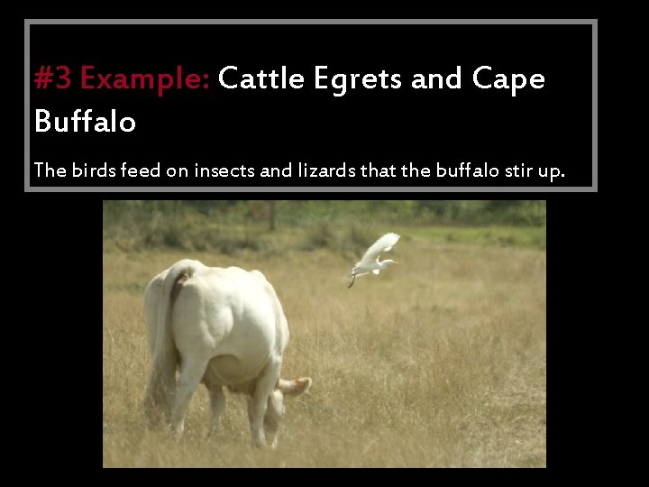 Commensalism #3 Example: Cattle Egrets and Cape Buffalo • One specie benefits The birdsother