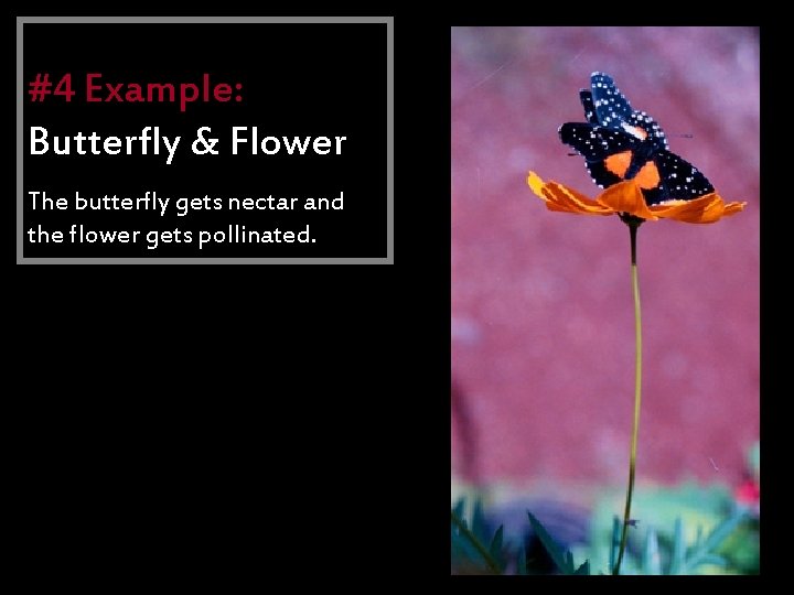 Mutualism #4 Example: Butterfly & Flower • Both species benefit The butterfly gets nectar