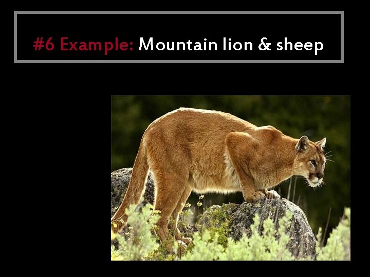 Predation #6 Example: Mountain lion & sheep 