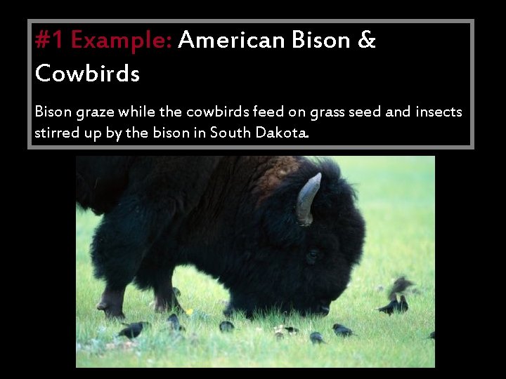#1 Example: American Bison & Commensalism Cowbirds • Bison One specie graze whilebenefits the