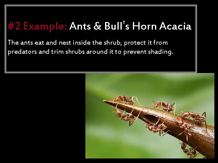 Mutualism #2 Example: Ants & Bull’s Horn Acacia The eat and nestrelationship inside the