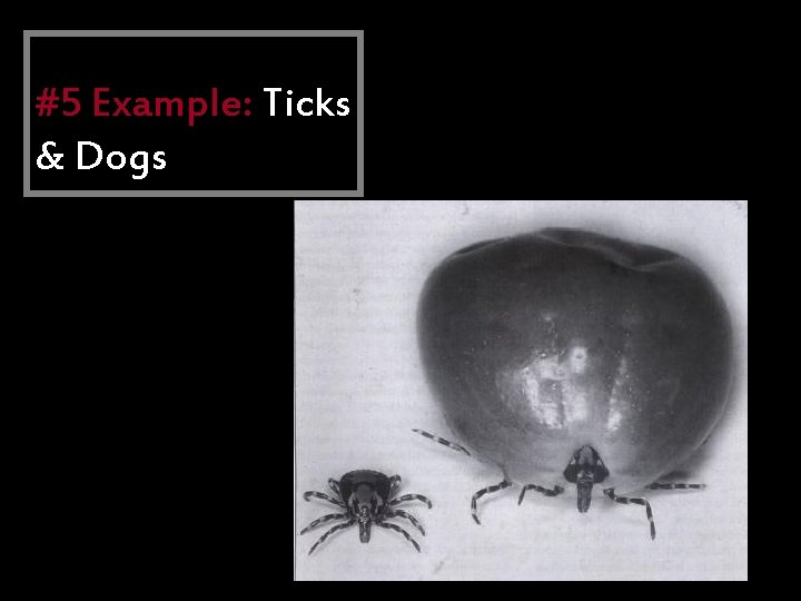 Parasitism #5 Example: Ticks & Dogs 