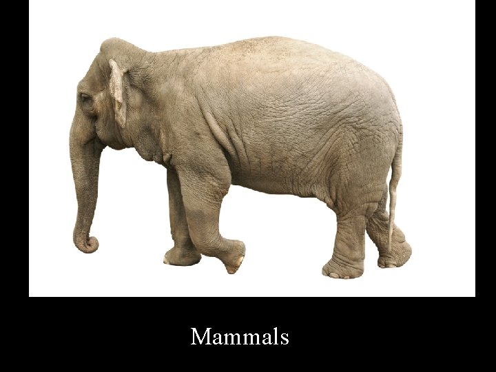 Mammals 