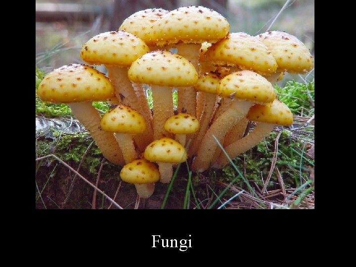 Fungi 