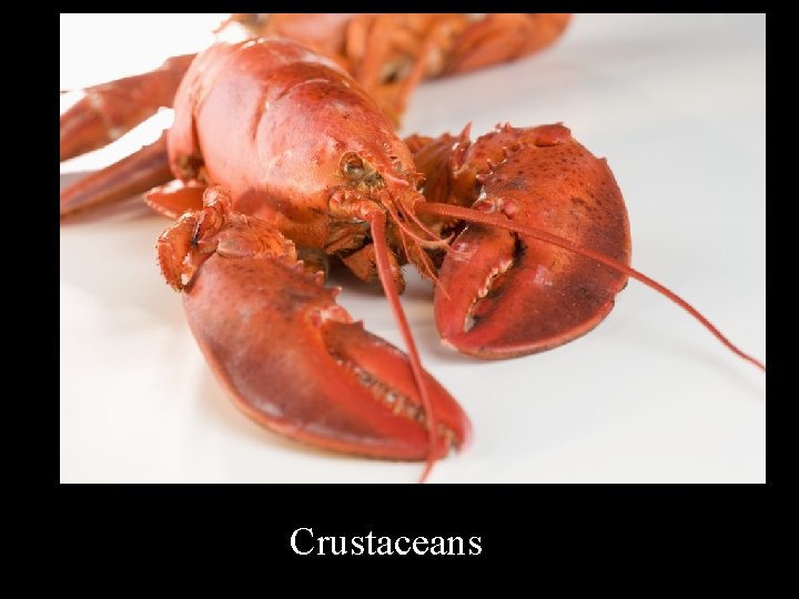 Crustaceans 