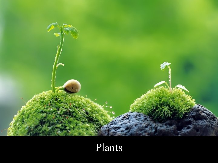 Plants 