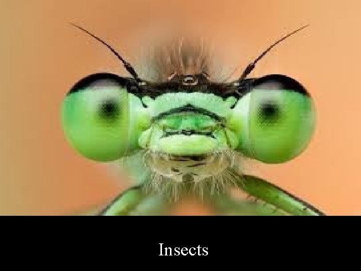 Insects 
