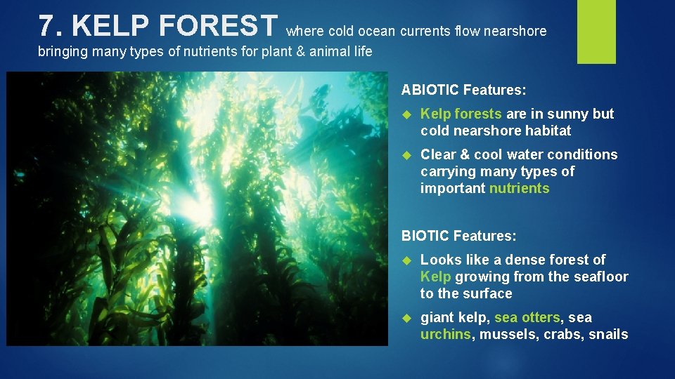 7. KELP FOREST where cold ocean currents flow nearshore bringing many types of nutrients