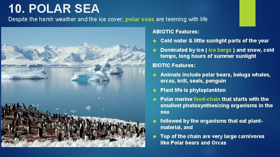 10. POLAR SEA Despite the harsh weather and the ice cover, polar seas are