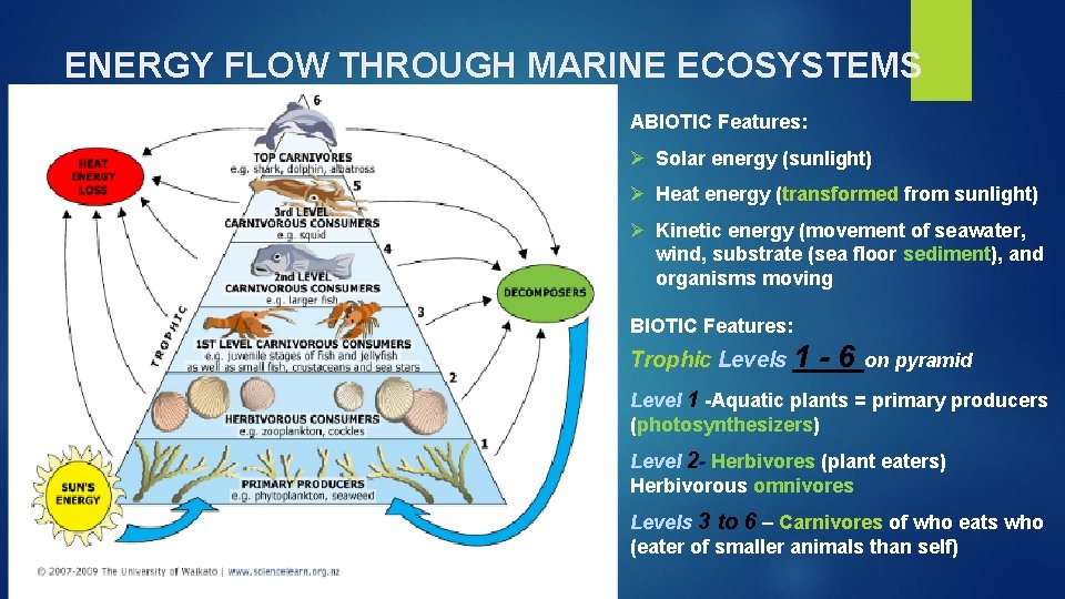 ENERGY FLOW THROUGH MARINE ECOSYSTEMS ABIOTIC Features: Ø Solar energy (sunlight) Ø Heat energy