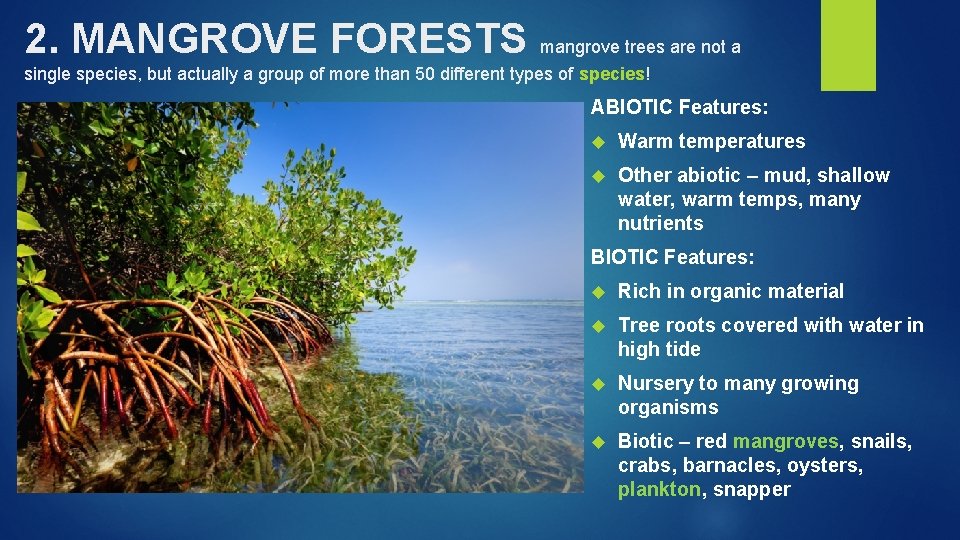 2. MANGROVE FORESTS mangrove trees are not a single species, but actually a group