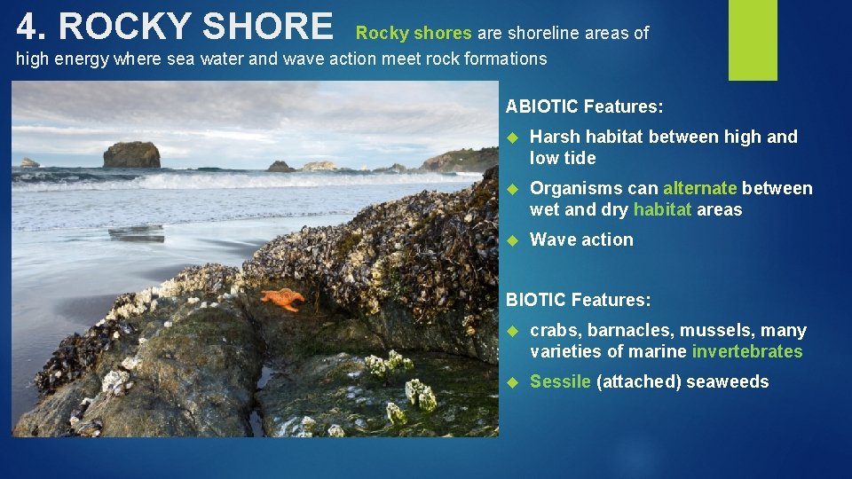 4. ROCKY SHORE Rocky shores are shoreline areas of high energy where sea water