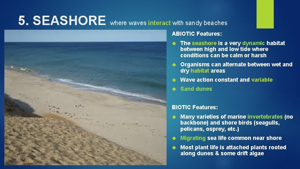 5. SEASHORE where waves interact with sandy beaches ABIOTIC Features: The seashore is a