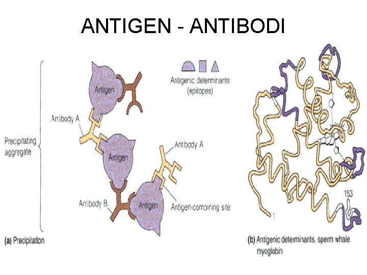 ANTIGEN - ANTIBODI 